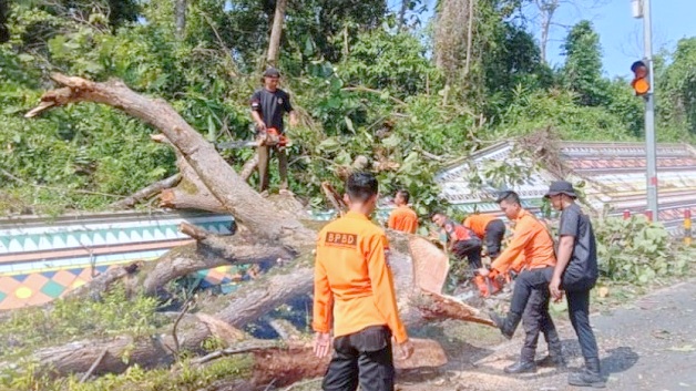 BPDB Waykanan Tebang Pohon Rawan Tumbang