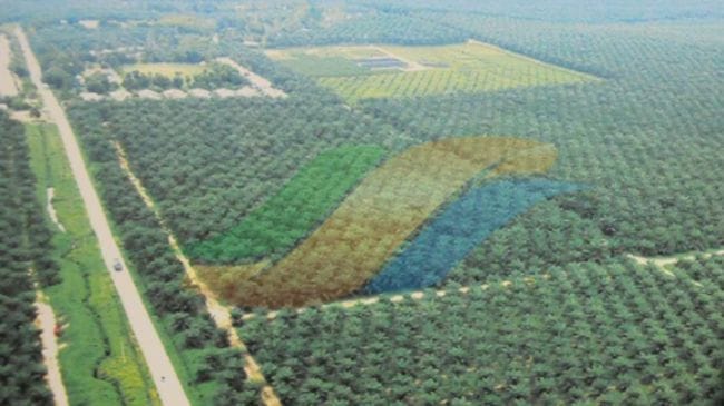 PTPN III Bidik Pendapatan Rp73,6 Triliun, Naik 40 Persen