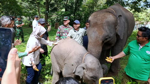 Tangkal Konflik Gajah-Manusia, Gubernur Lampung Pastikan Tanggul Permanen di Way Kambas