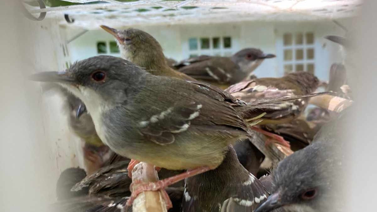 Ribuan Burung Ilegal Asal Sumsel Digagalkan Masuk Lampung, Sopir dan Kernet Ditangkap