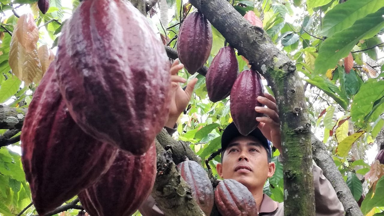 Biji Kakao Kering di Pesawaran Tembus Rp180 Ribu /Kg