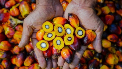 Persaingan Pasar CPO, PalmCo Andalkan Mutu dan Traceability