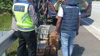 Kolaborasi Flight Dan BKSDA Gagalkan Penyelundupan Ratusan Burung Liar Asal Medan Di Tol Lampung